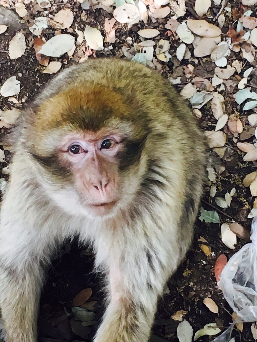 遇到了一只猴子🐒