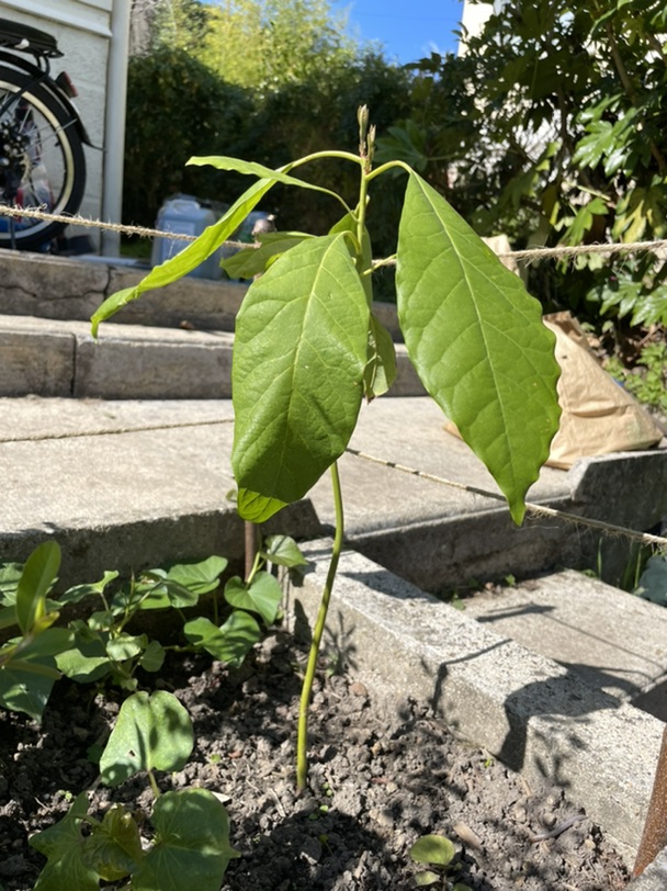 大家去年水培的牛油果核都怎么样啦