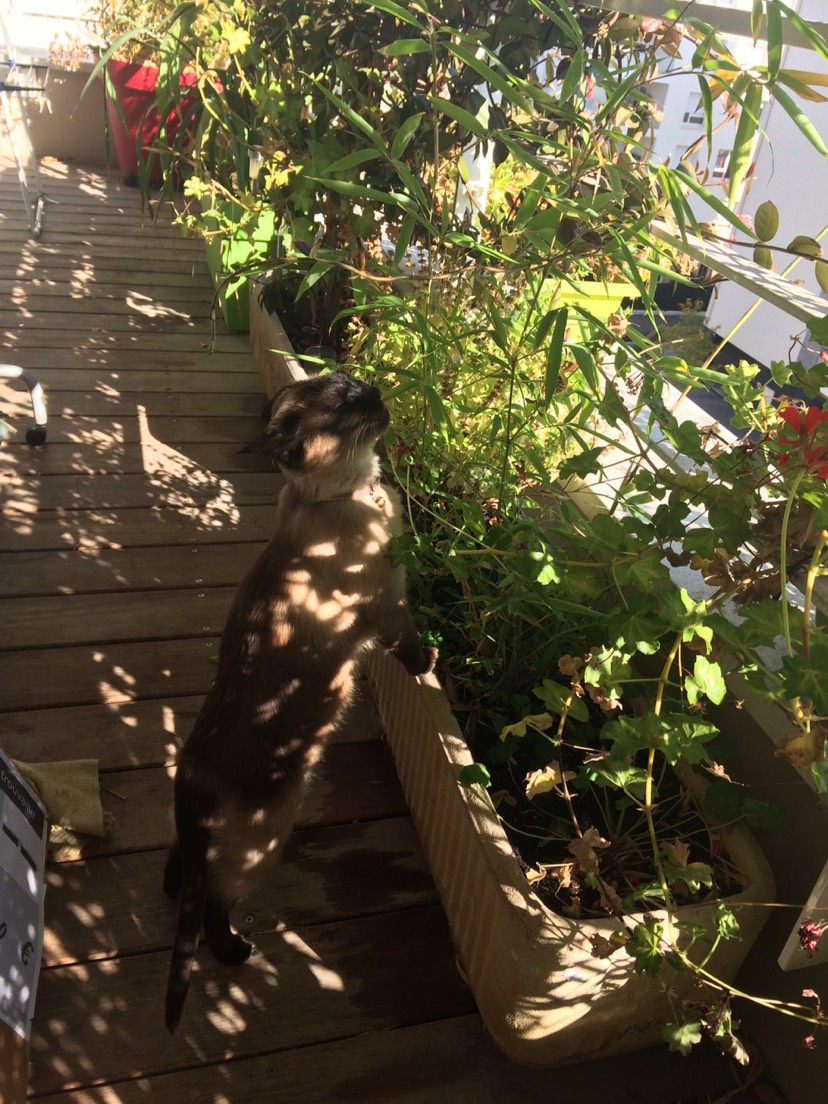 一只当自己是熊猫到底猫