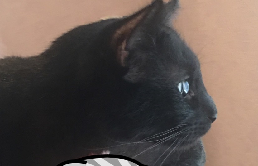 我终于 也算是有猫🐱的人了！
