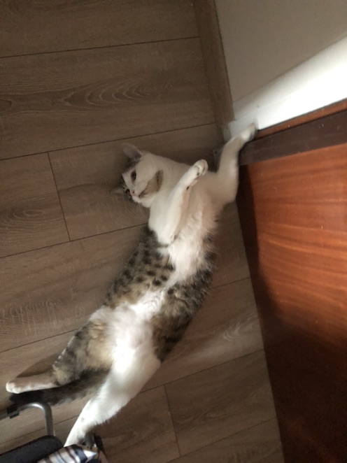 上班路上总有一直拦路虎