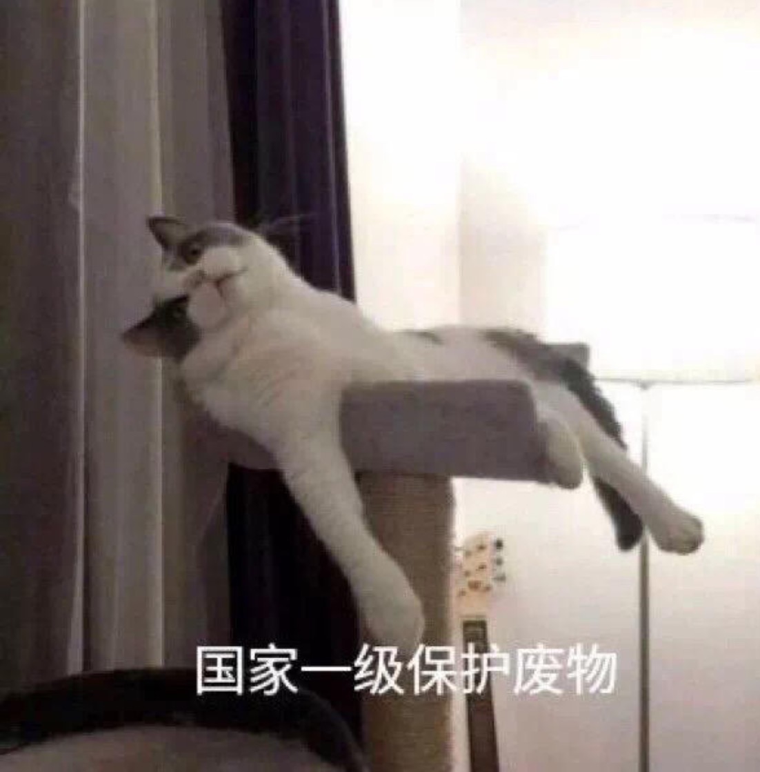 解约free手机卡