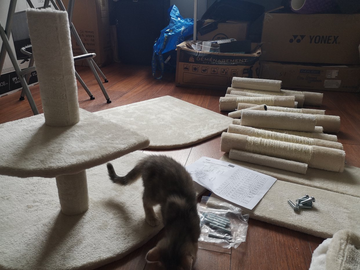 猫树来啦！