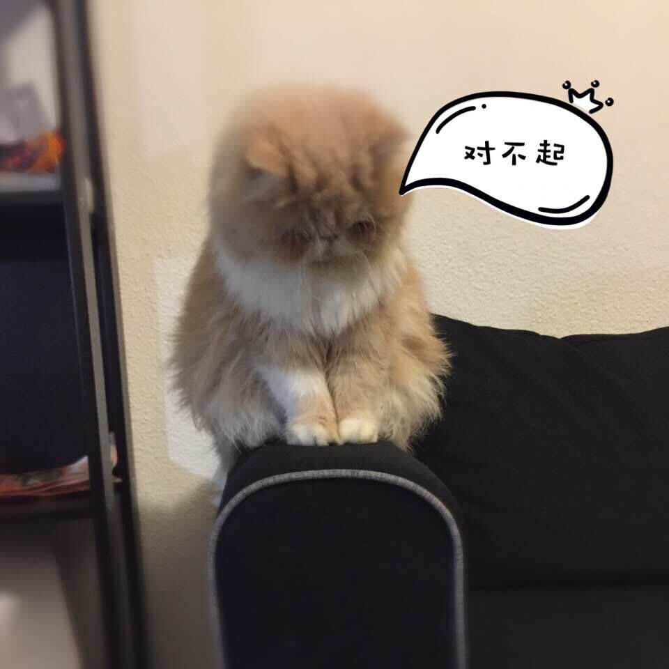 做我的猫!