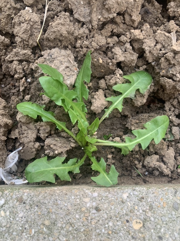 有荠菜吗？傻傻分不清🤣