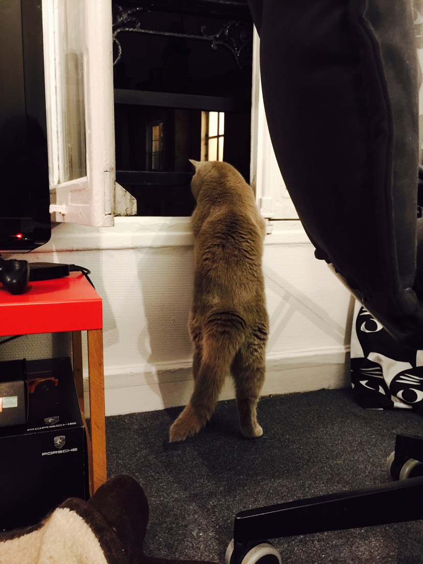 猫背熊腰 #我家的萌宠