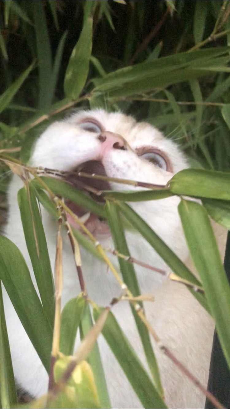 真 熊·🐱