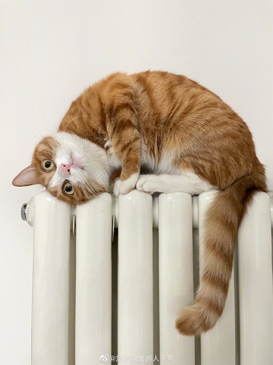 大家出差/度假的时候都怎么安排猫猫呢