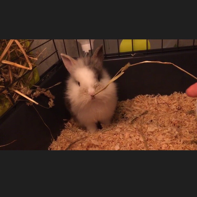 要成为兔奴了🐰