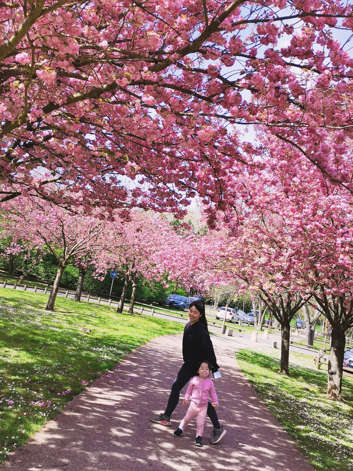 樱花树下🌸