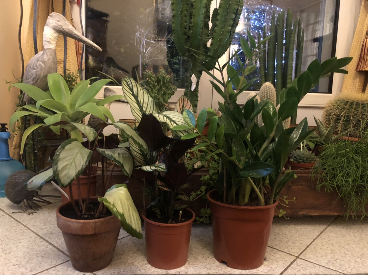 五星给Jardinerie Truffaut