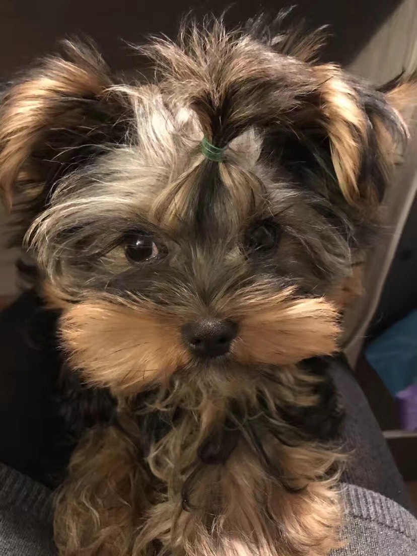 寻小狗狗玩伴！