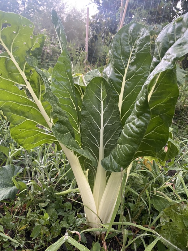 好奇这是啥菜，怎么做
