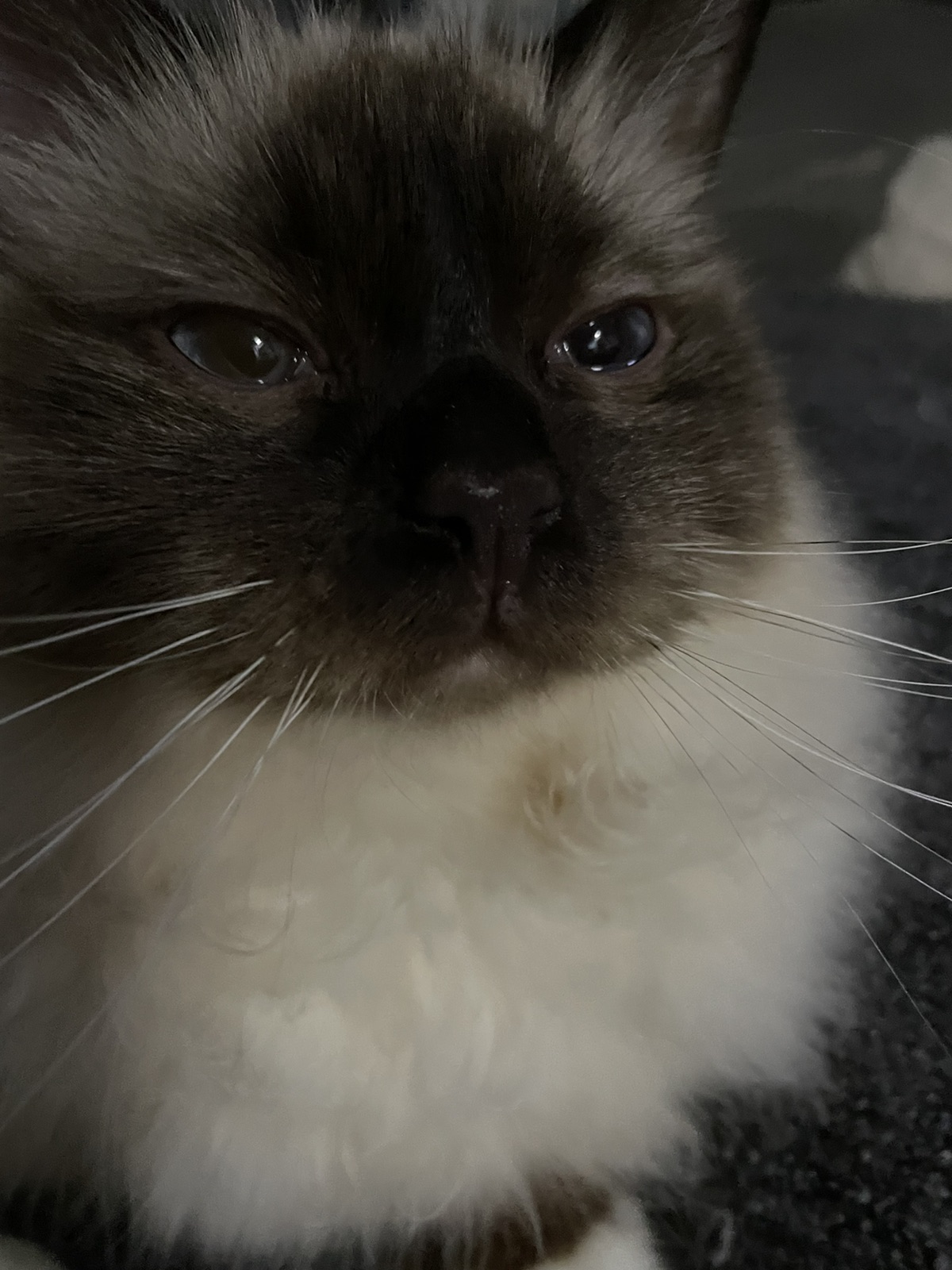 不允许❎你们不知道这款神仙猫