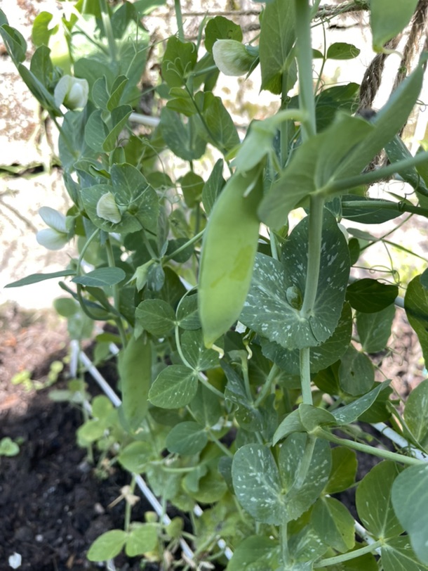 天气热我的荷兰豆苗长豆子啦