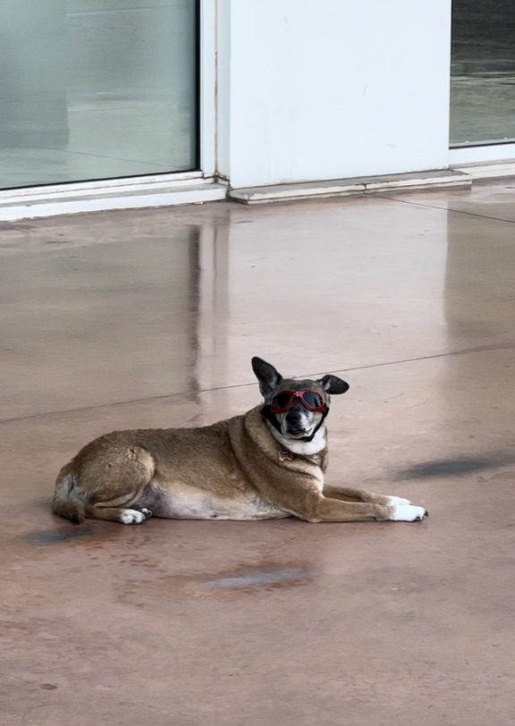 狗狗带的👓去哪买?