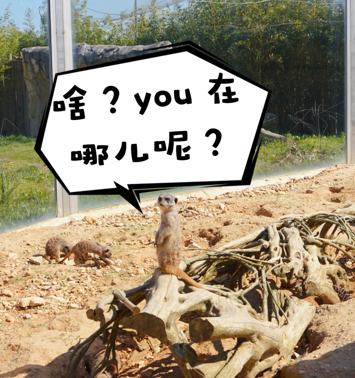 东北菜馆求推荐！