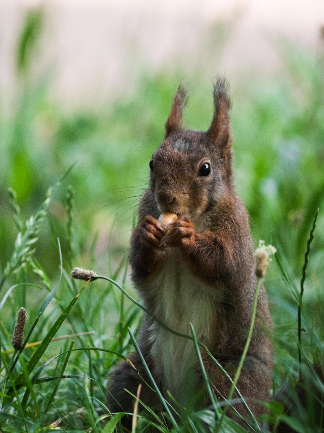 小凶许🐿️🐿️🐿️金头公园