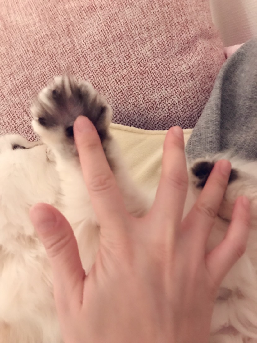击个迷你小掌掌