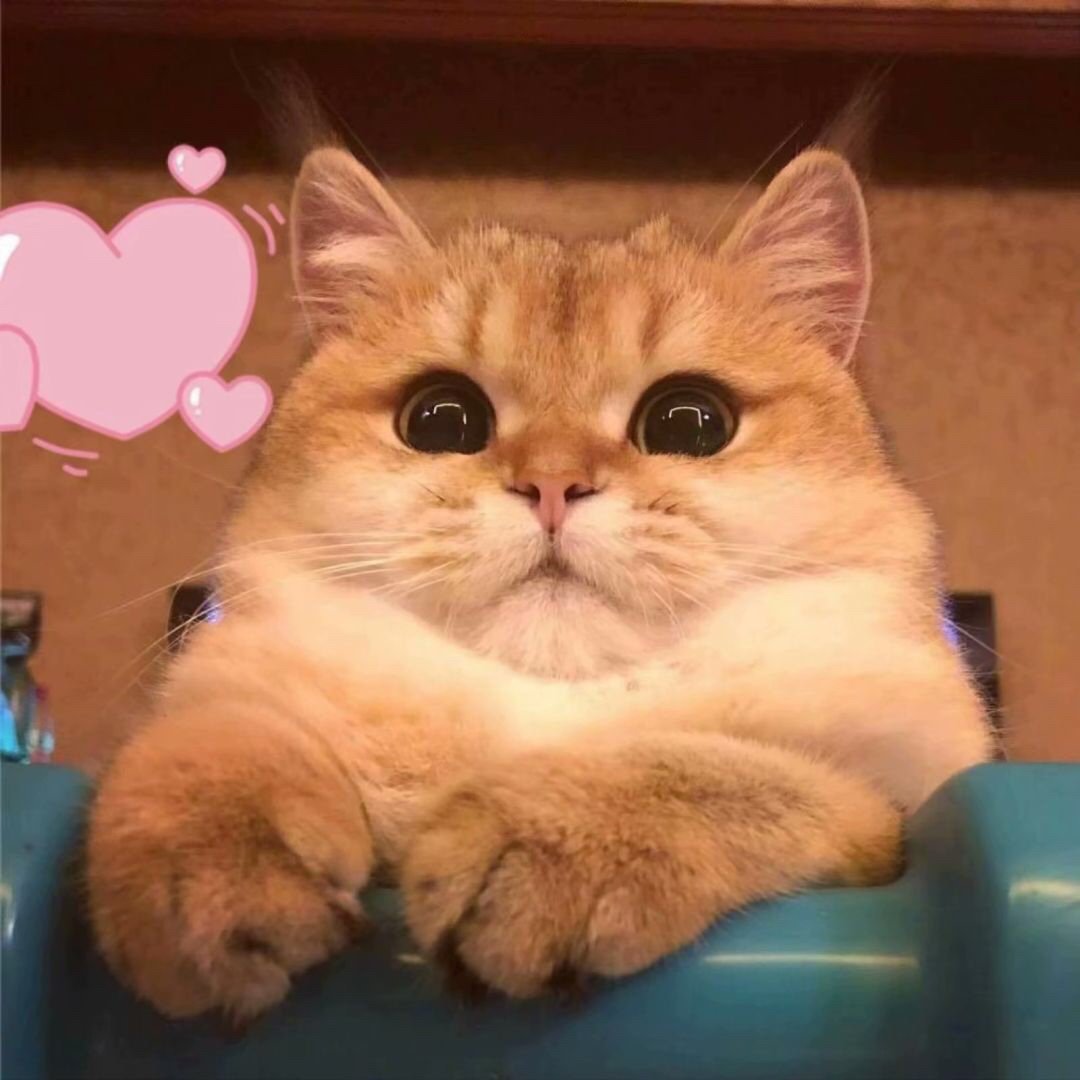 求猫猫