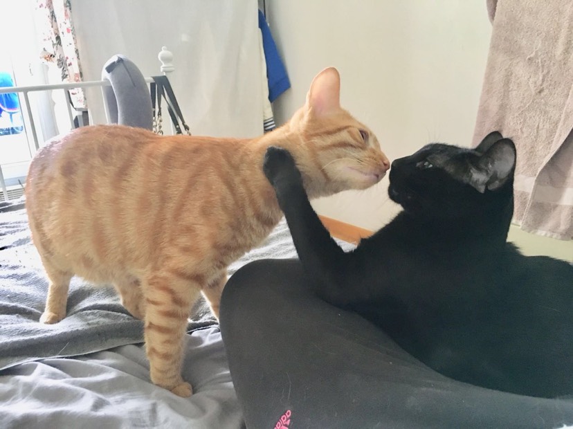 两只做过绝育的公猫😅😅