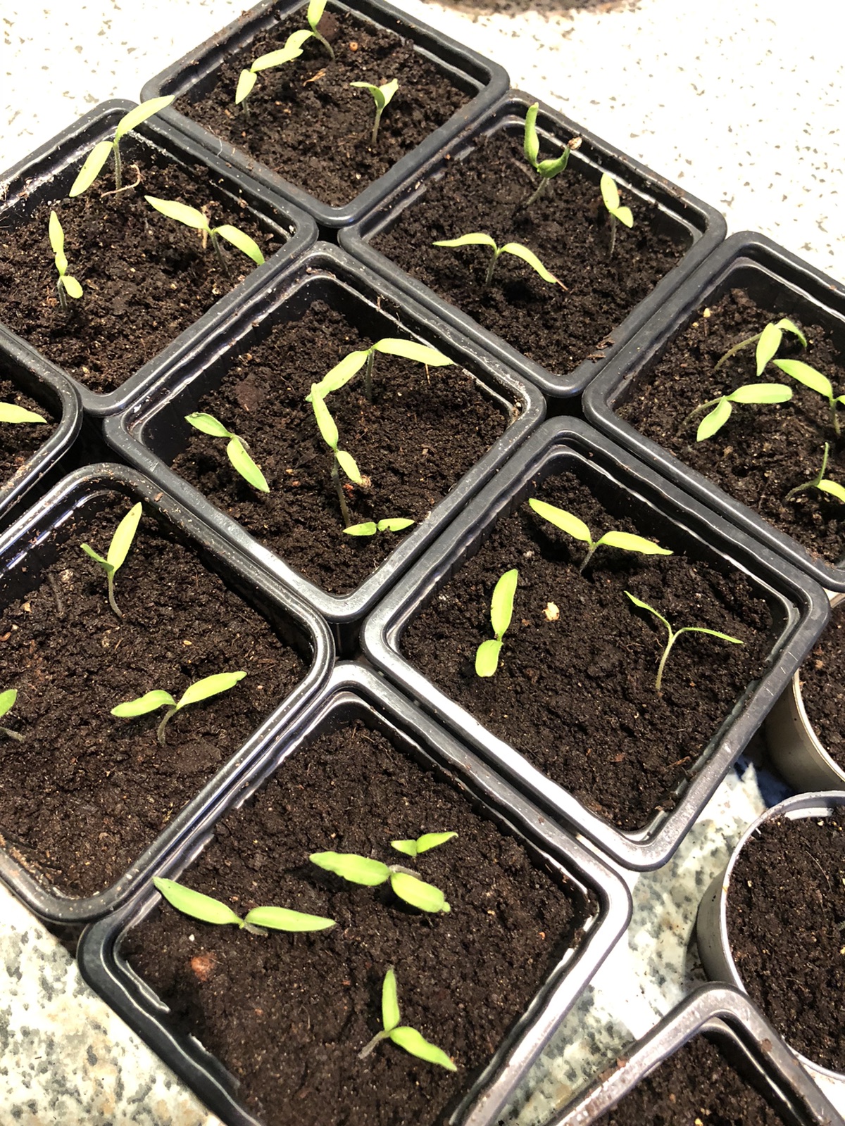 🌱