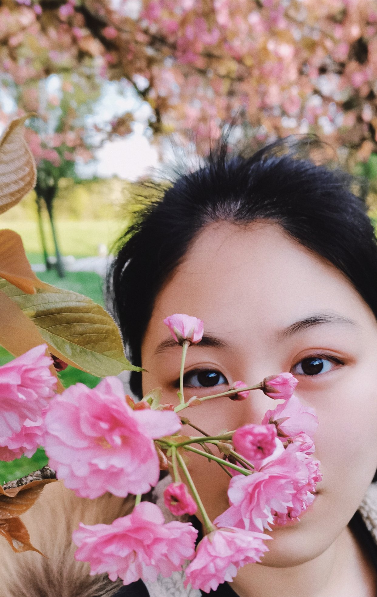 春天的花