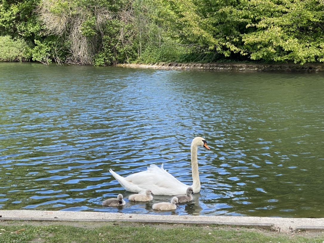 白天鹅🦢小时候真的是丑小鸭？