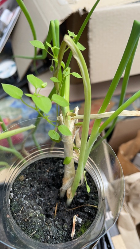 请问这个是杂草吗？