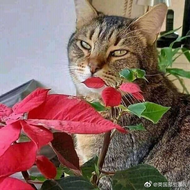 在法打工仔回国带薪假