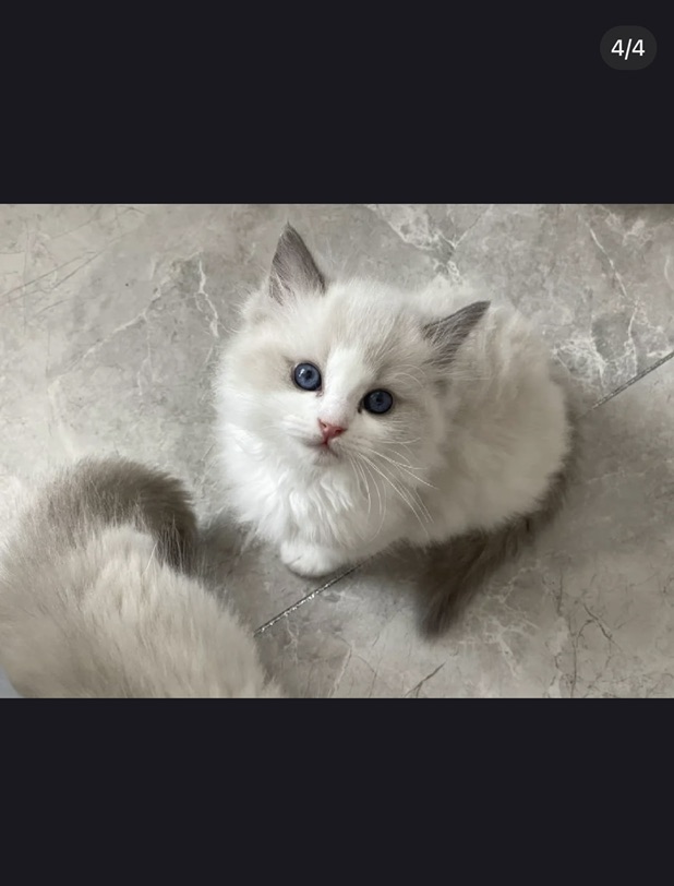 分享一只布偶小猫咪