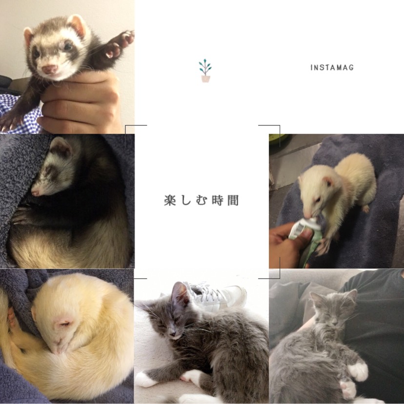 欢迎一起来吸雪貂