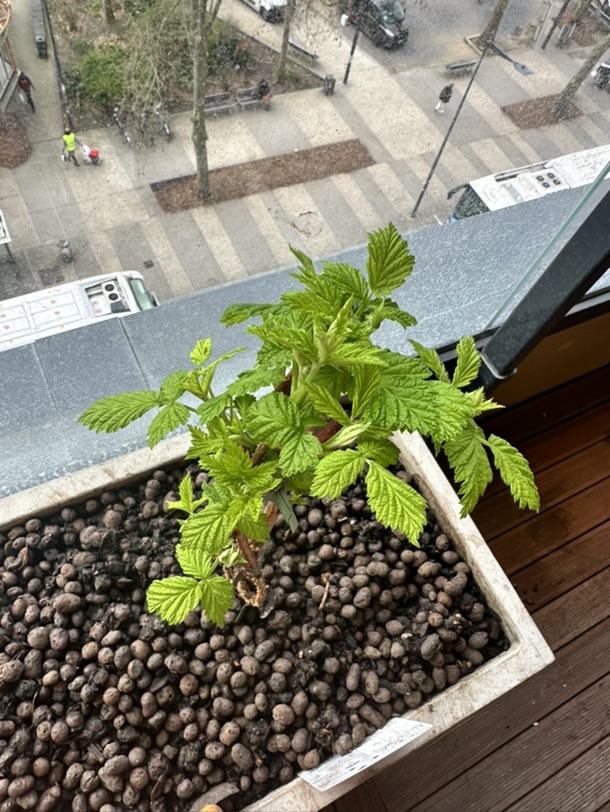 Framboise长得好快呀