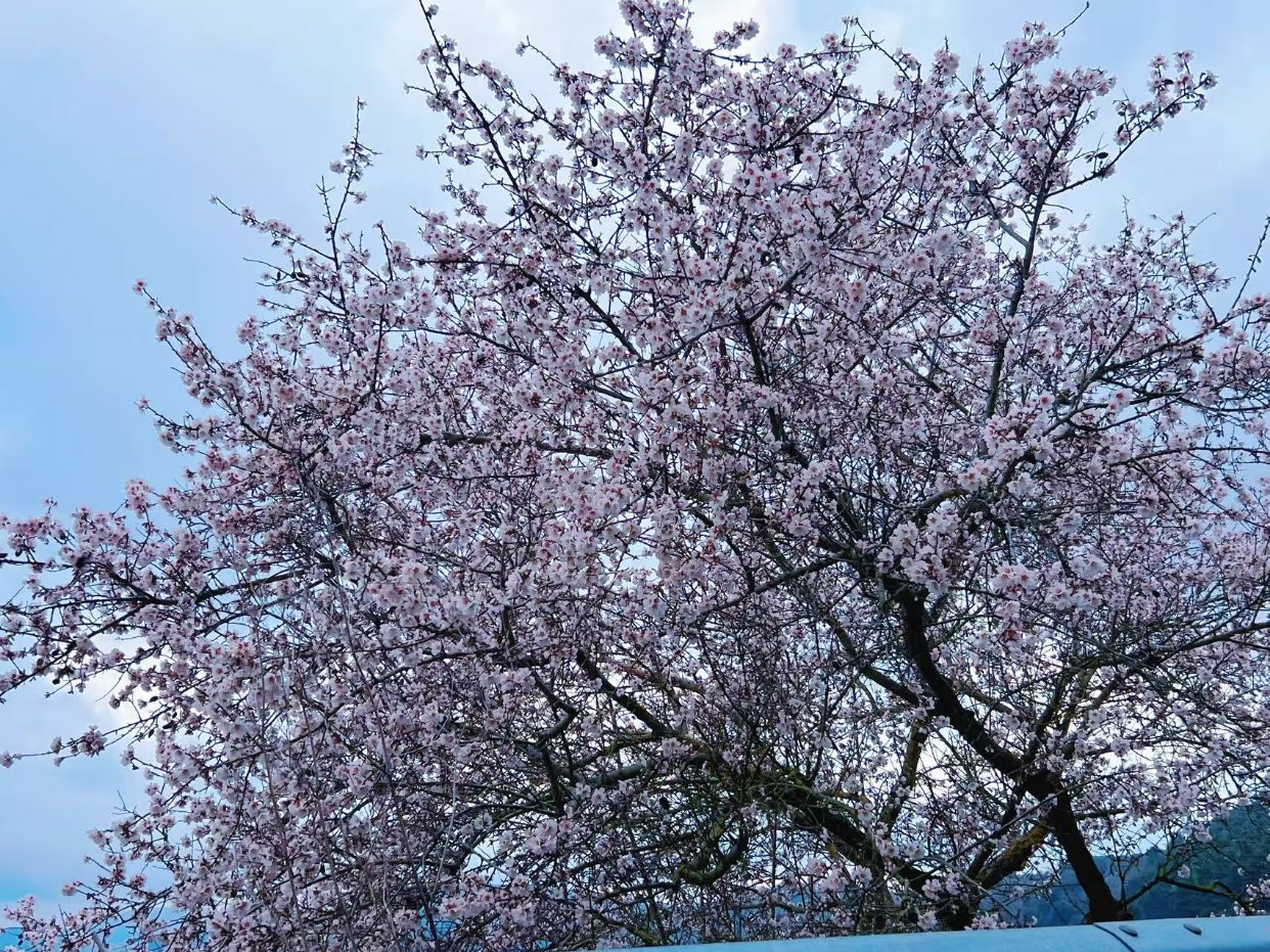 春日来信🌸