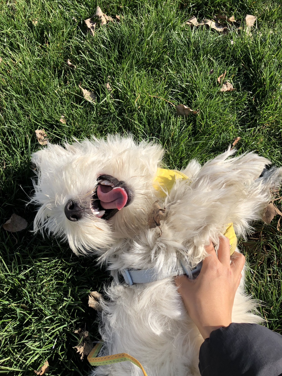 陪我度过春夏秋冬的小可爱🐶我！的！宝！贝！