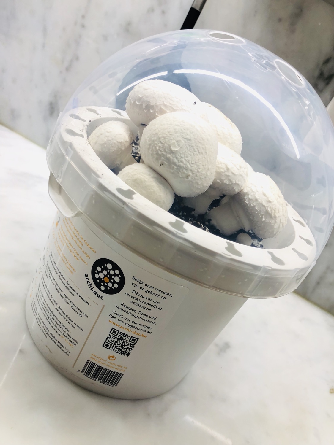 花4€99就可以自己在家养蘑菇了!!