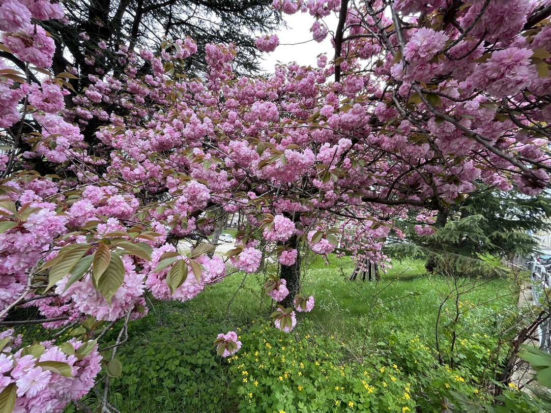 感受下被鲜花💐拥抱