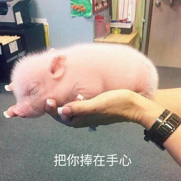 母亲节想给我妈买个宠物