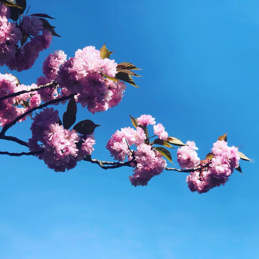 丝芙兰输折扣码