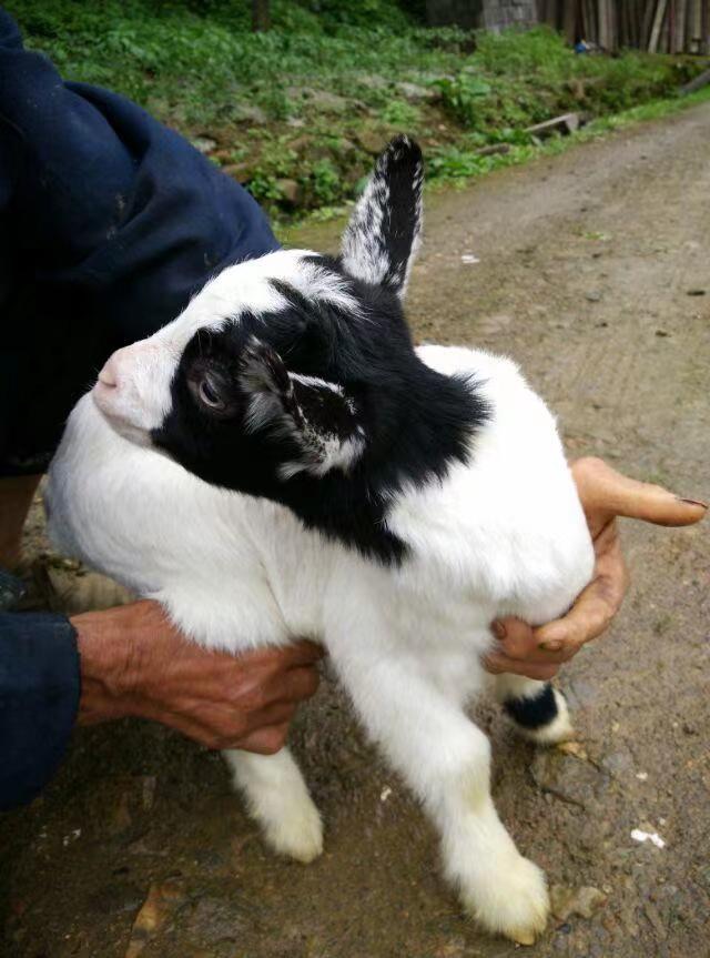 老家爷爷养的🐐 多少年没回家了…
