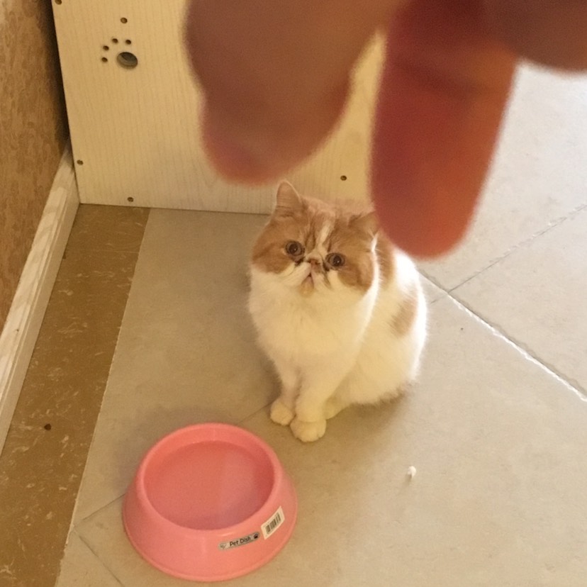 晒🐈