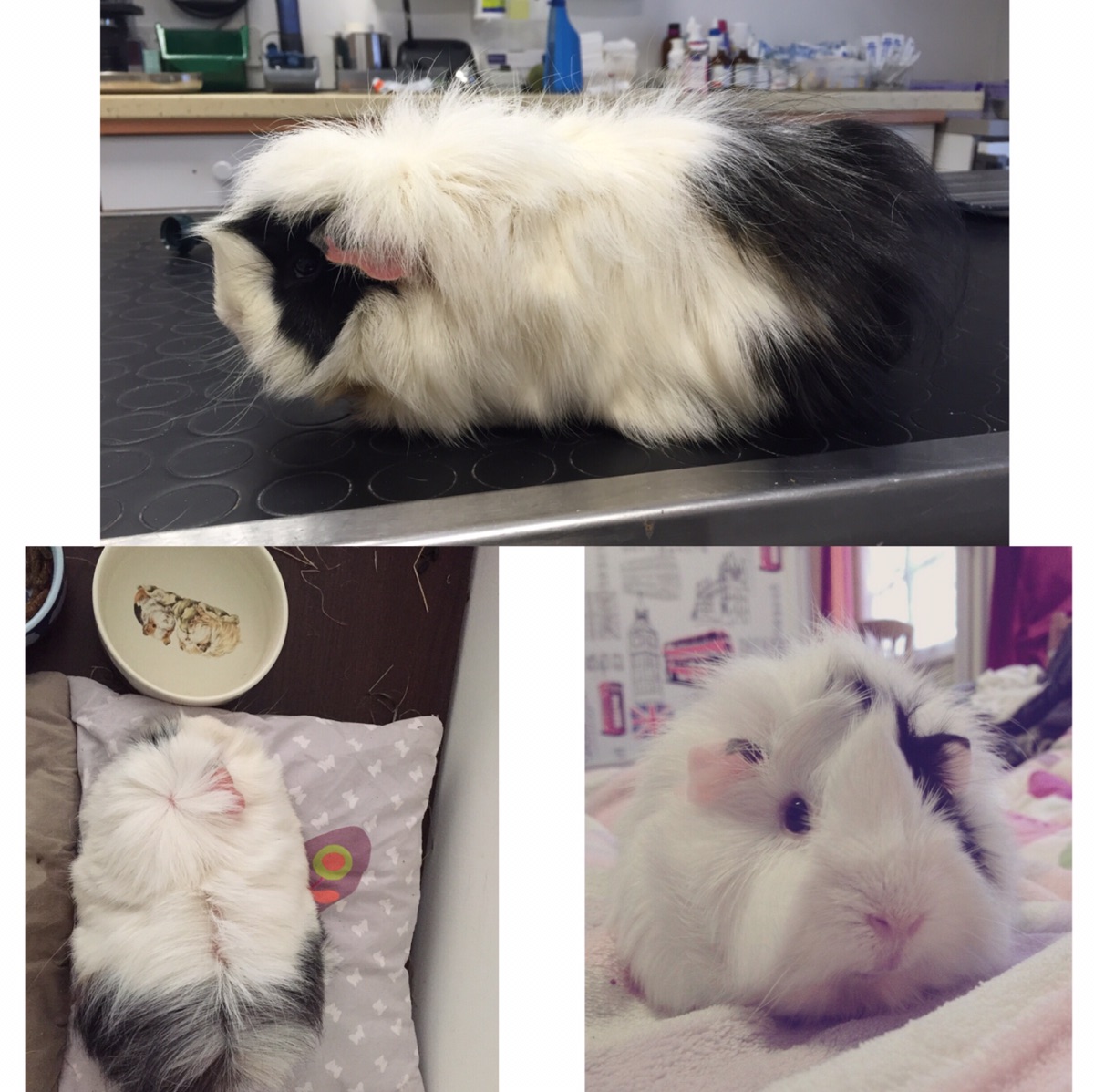 让你一次看个够🐱🐶🐹🐰
