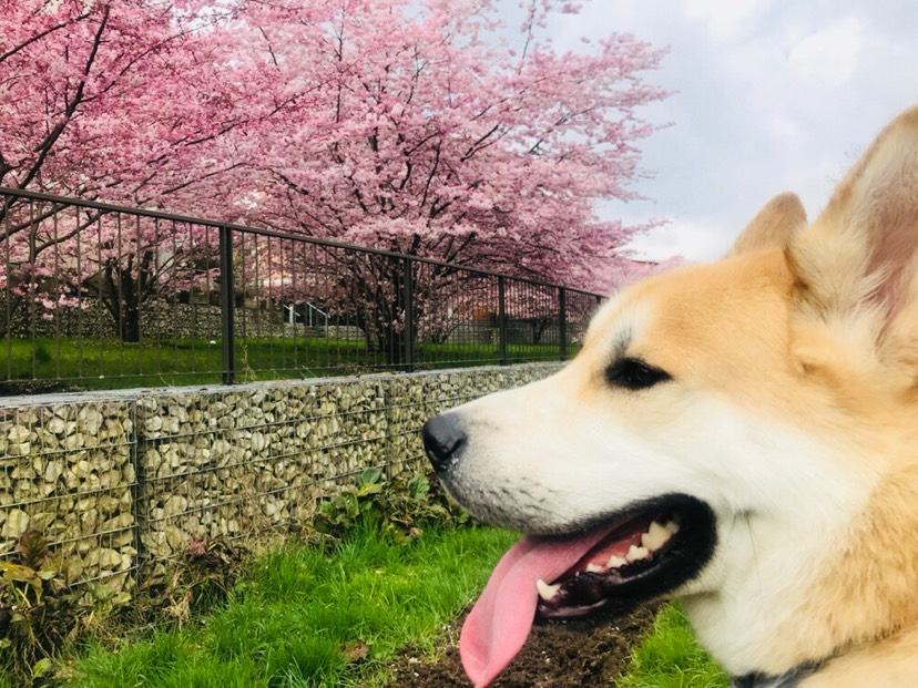 春光明媚