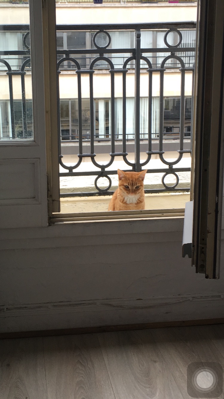 春日新装 长猫了