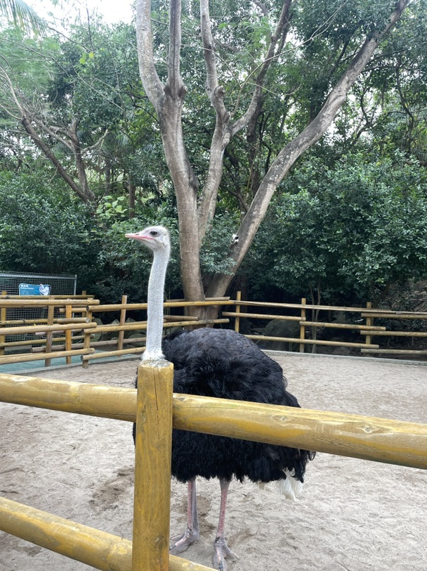 回国带妈妈去看火烈鸟