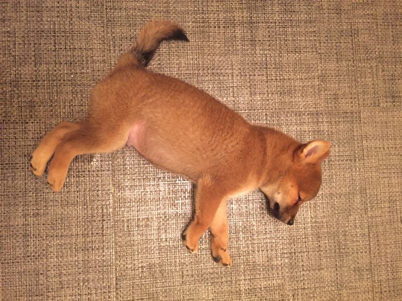 狗子今天打疫苗了