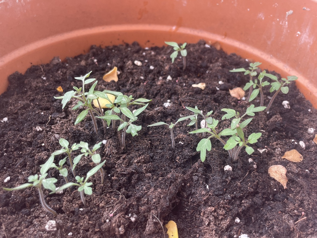 🍅小番茄成长记