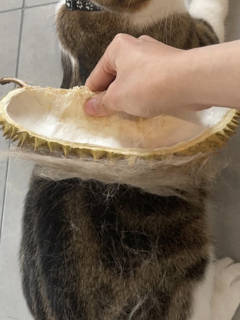 认真的吗?主人:好用,猫:我不行