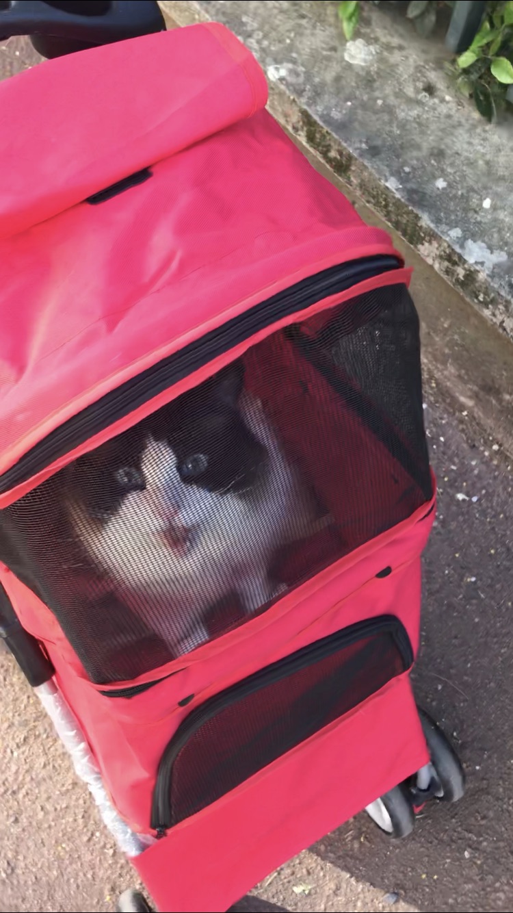 可折叠宠物推车半价出‼️