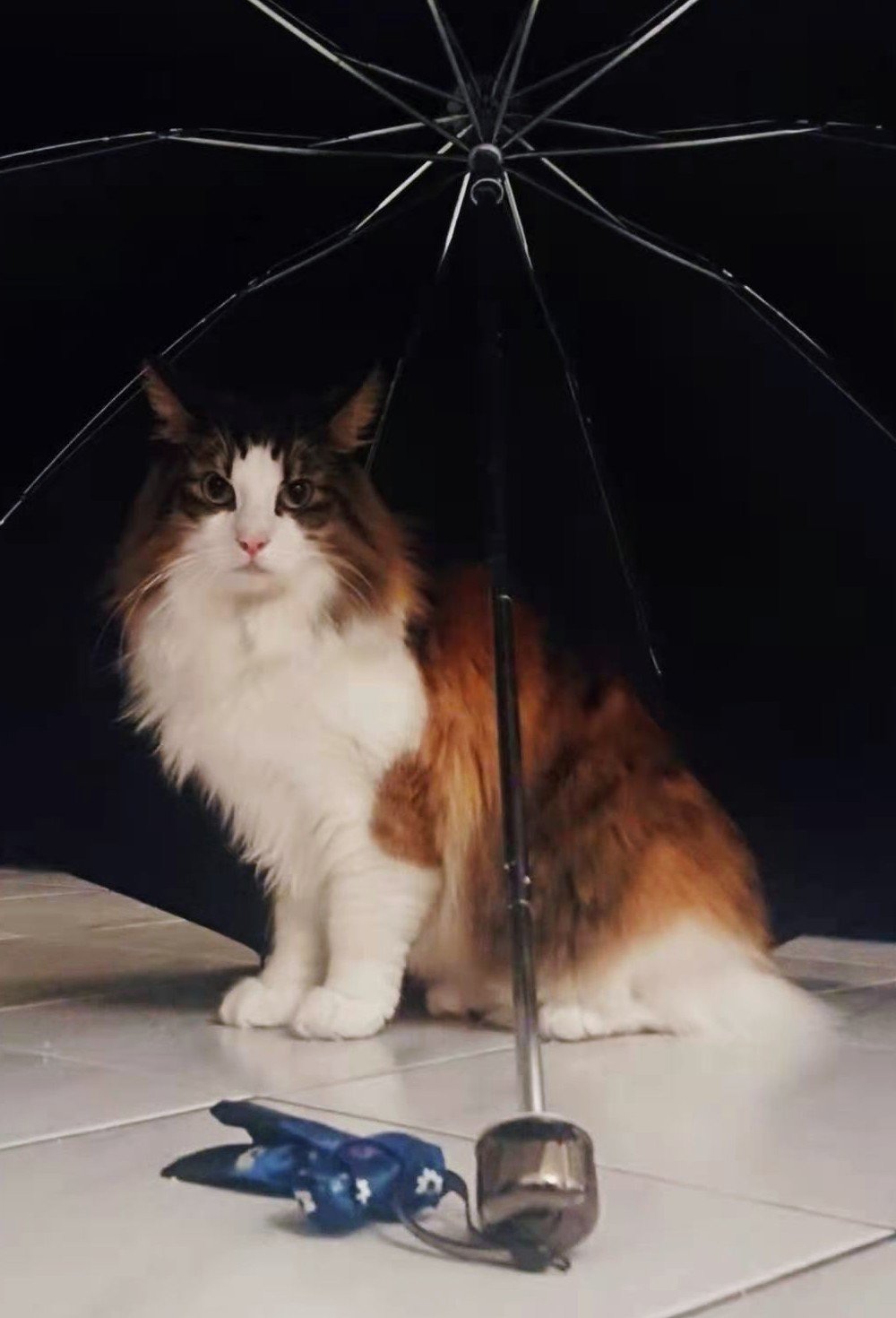猫猫保险怎么选